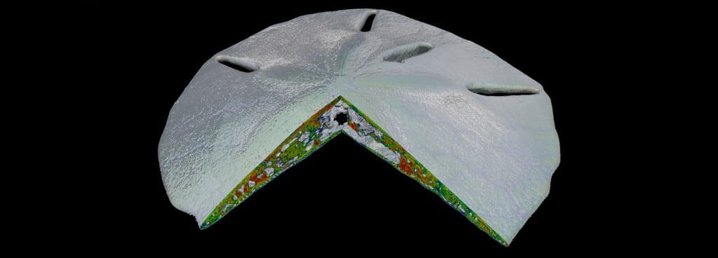 Model of a Sand Dollar Created by Computed Tomography