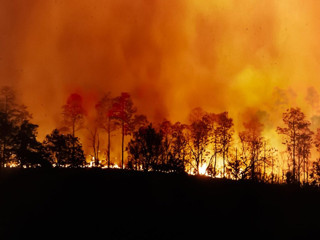 Forest fire