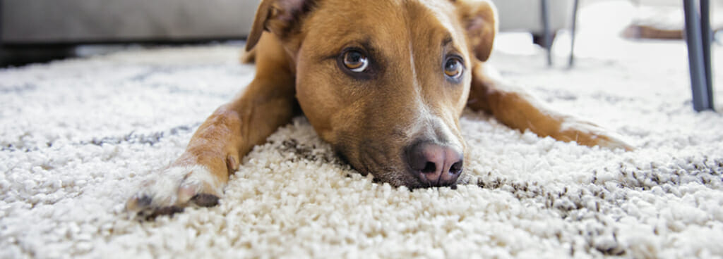A shepherd mix dog sniffs newly laid carpet. There may be PFAS in consumer products such as this carpet.
