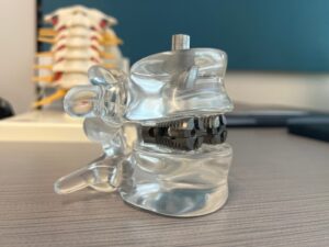 Model vertebrae with a spinal fusion device